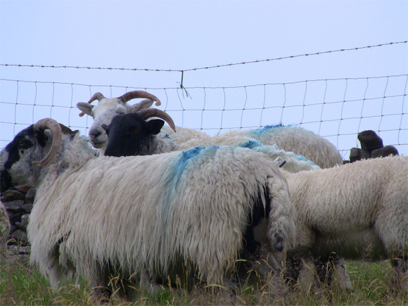 Putting A Fence Around Your Security Marketing Herd